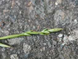 Image of Carex siderosticta Hance