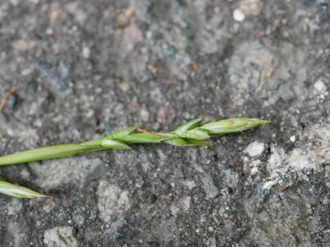 Carex siderosticta Hance resmi