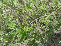 Image of privet