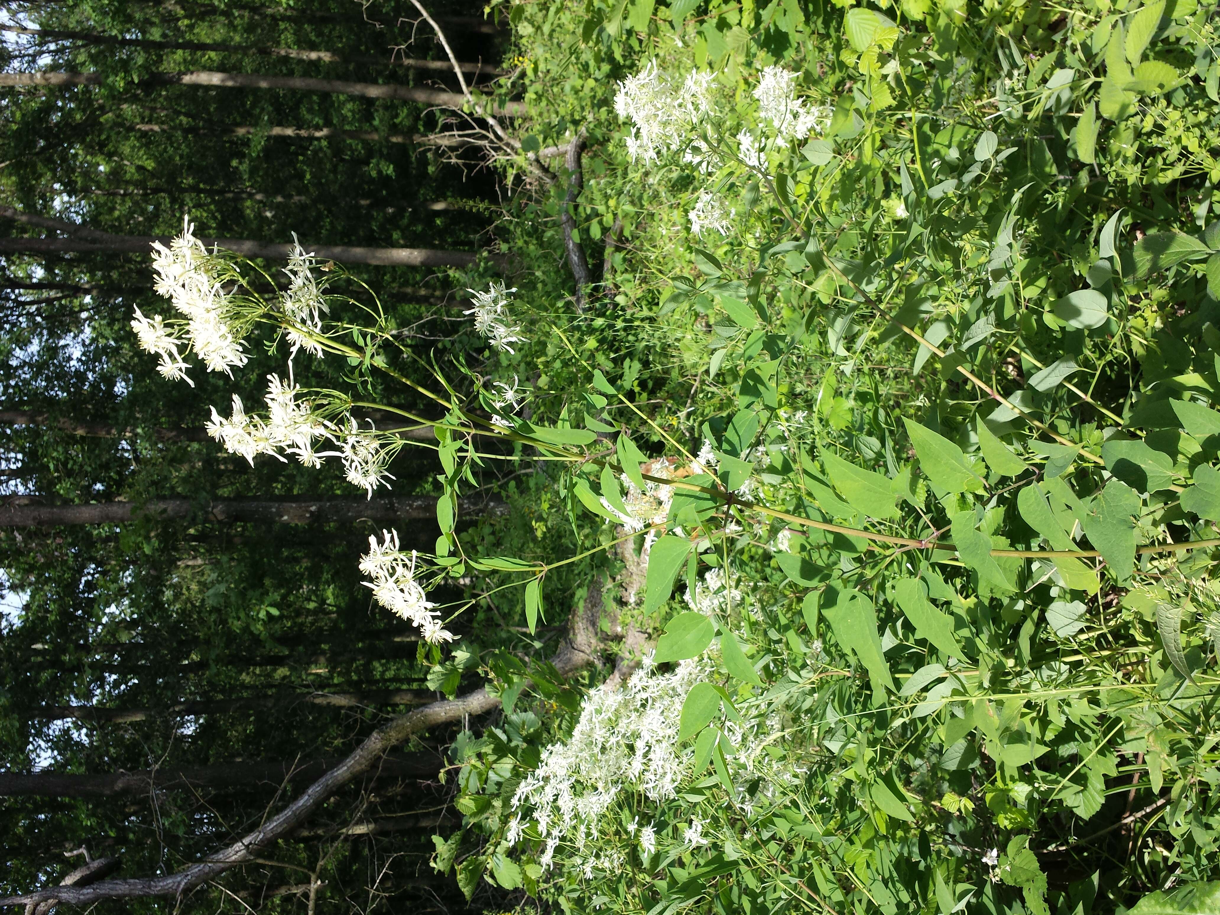 Imagem de Clematis recta L.