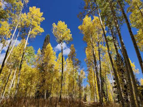 Image of Common Aspen