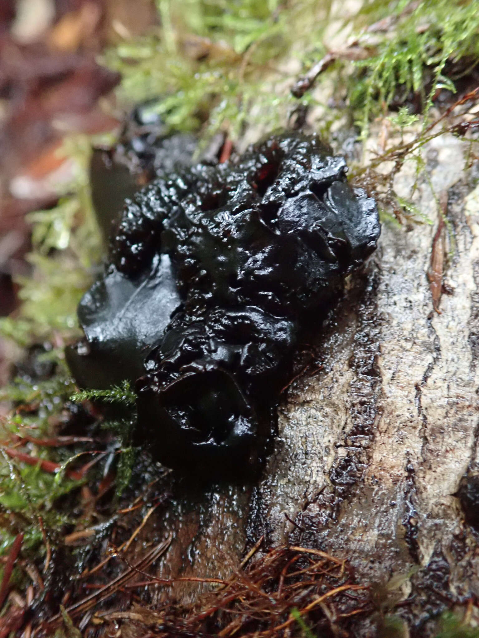 Image of Black Witches' Butter