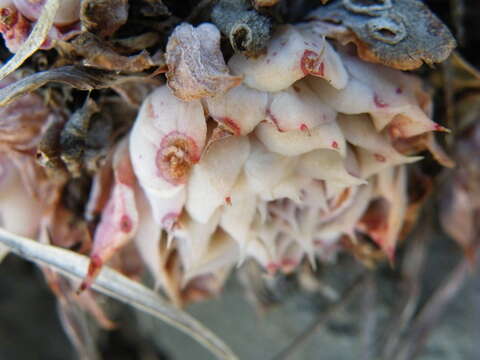 Image of hens and chicks