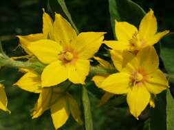 Image of Dotted Loosestrife