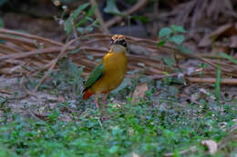 Plancia ëd Pitta brachyura (Linnaeus 1766)