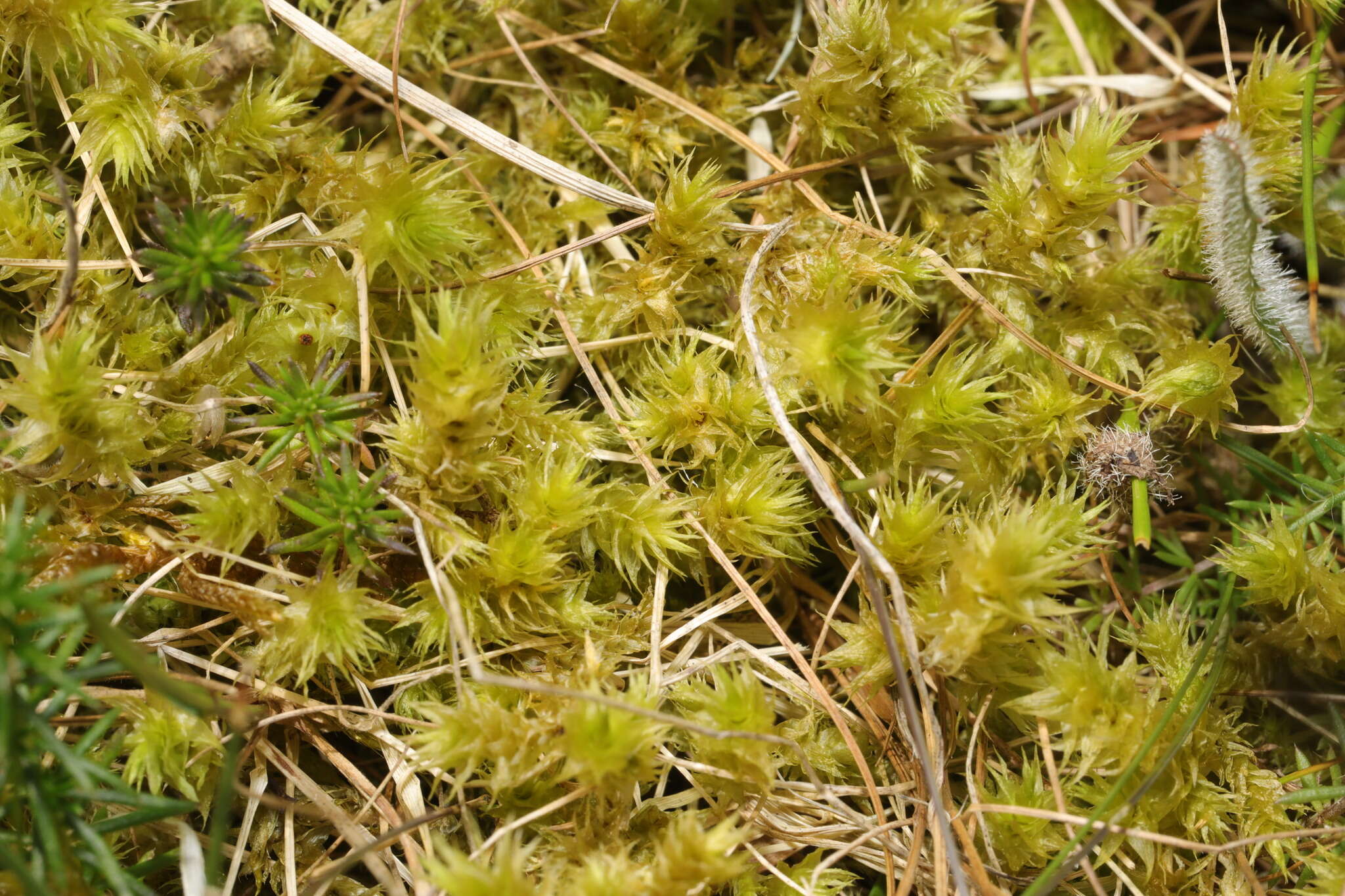 Image of Electrified Cat's Tail Moss