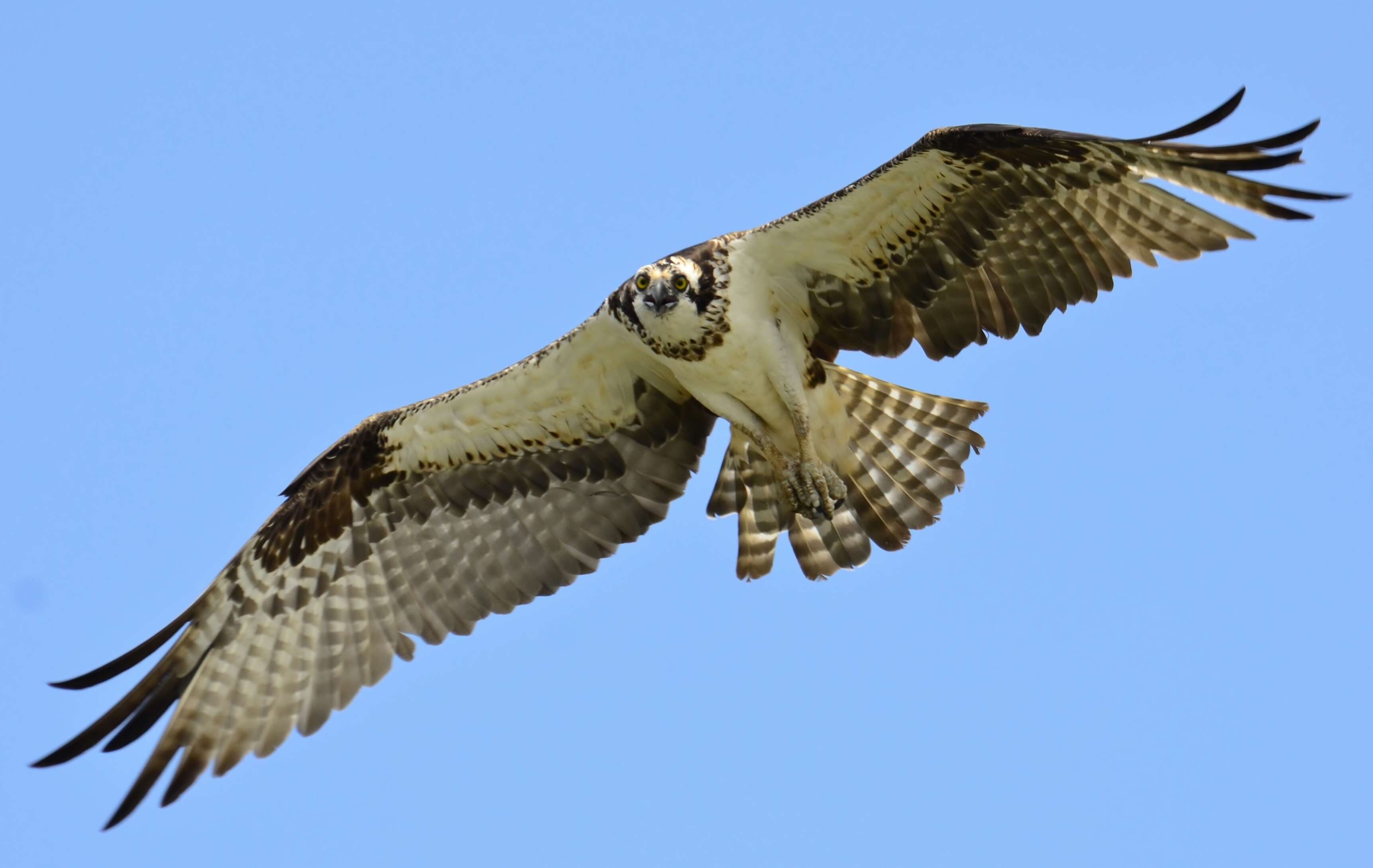 Image of ospreys