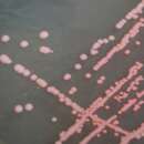 Image of Arthrobacter bussei