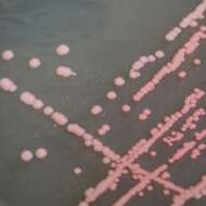 Image of Arthrobacter bussei
