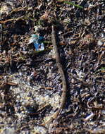 Image of Common Pipefish