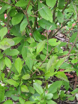 Image of brunfelsia