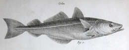 Image of Cornish Salmon