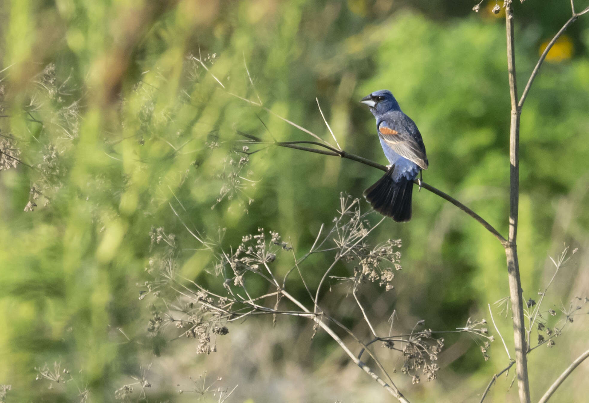 Image of Blue Grosbeak