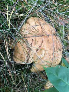 Image of Suillus bovinus (L.) Roussel 1796