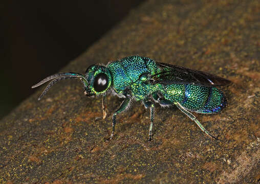 Image of Chrysis smaragdula