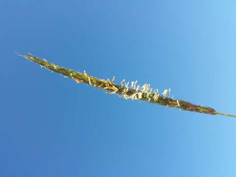 Image of black-grass