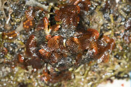 Image de bryozoaire orange vif à points noirs