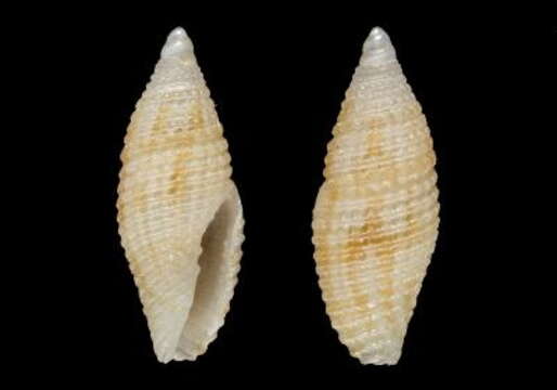 Image de Mitromorpha thalaoides Chino & Stahlschmidt 2014