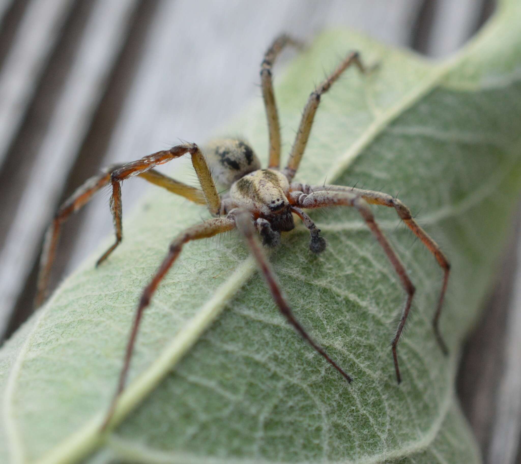 Image of Agelena labyrinthica (Clerck 1757)