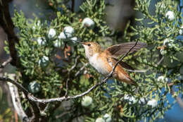 Image de Colibri roux