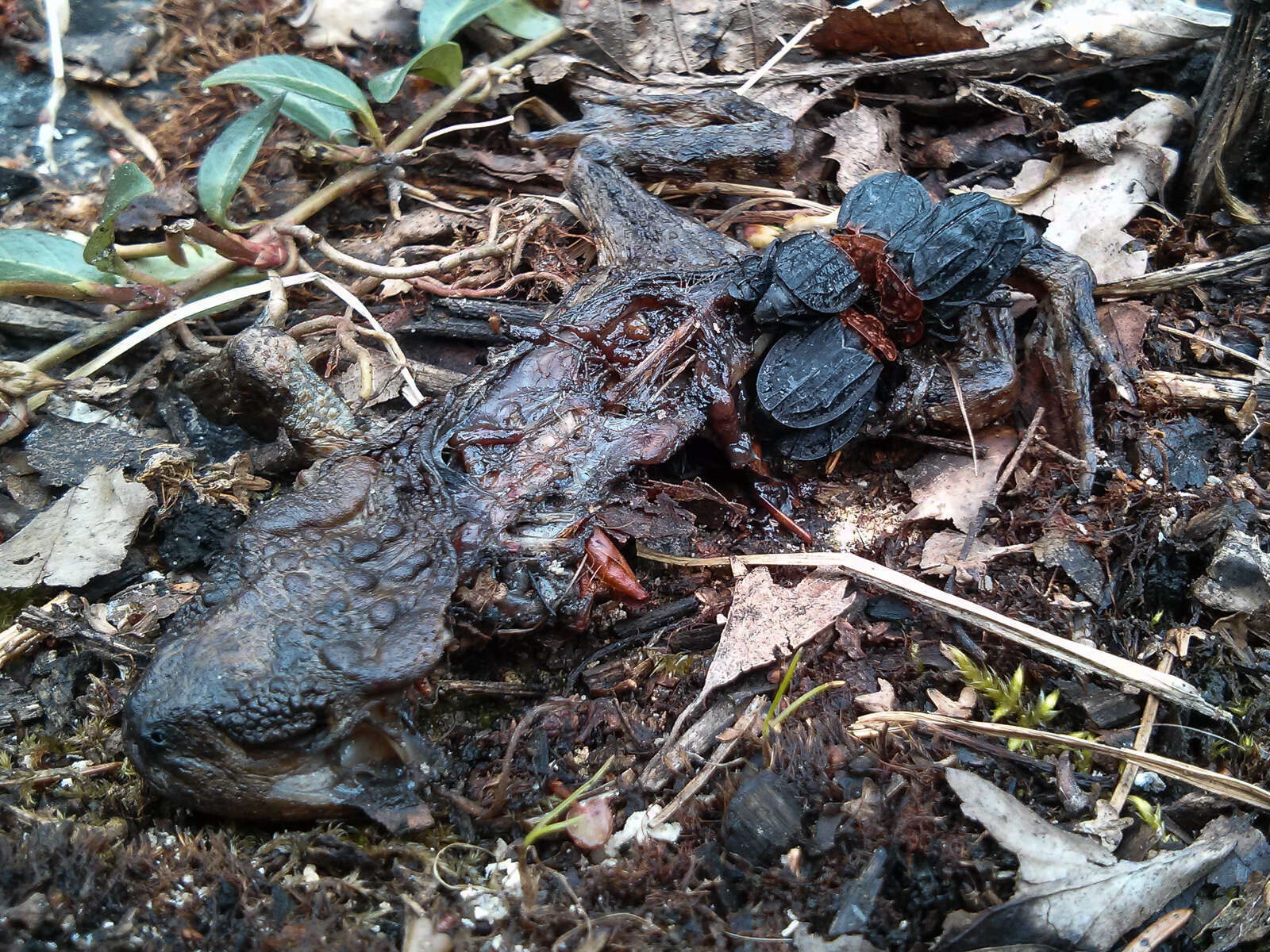 Image of Red-breasted Carrion Beetle