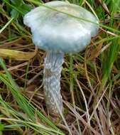 Image of Stropharia caerulea Kreisel 1979