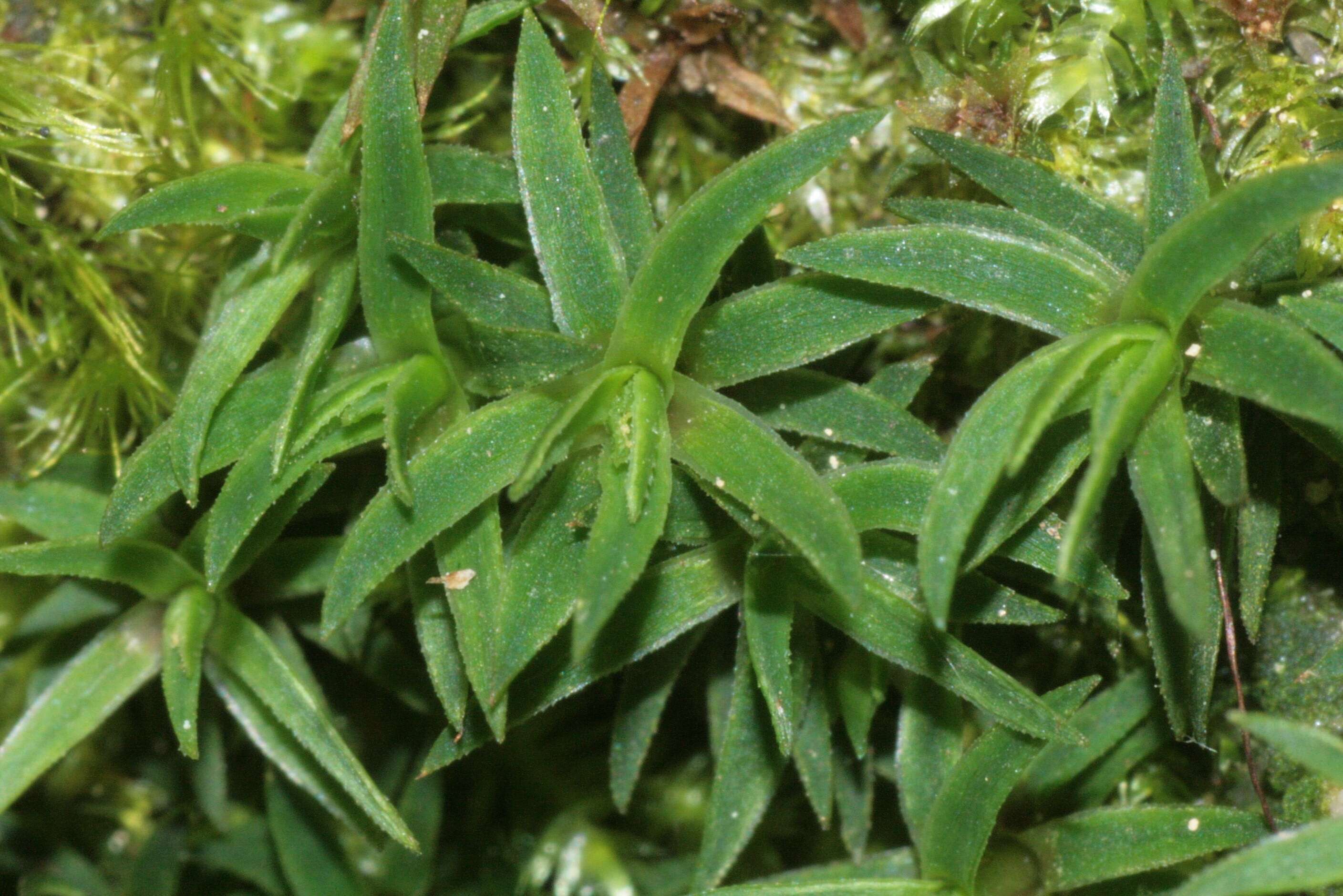 Image of aloe haircap