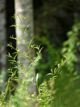 Image de Ludwigia hyssopifolia (G. Don) Exell