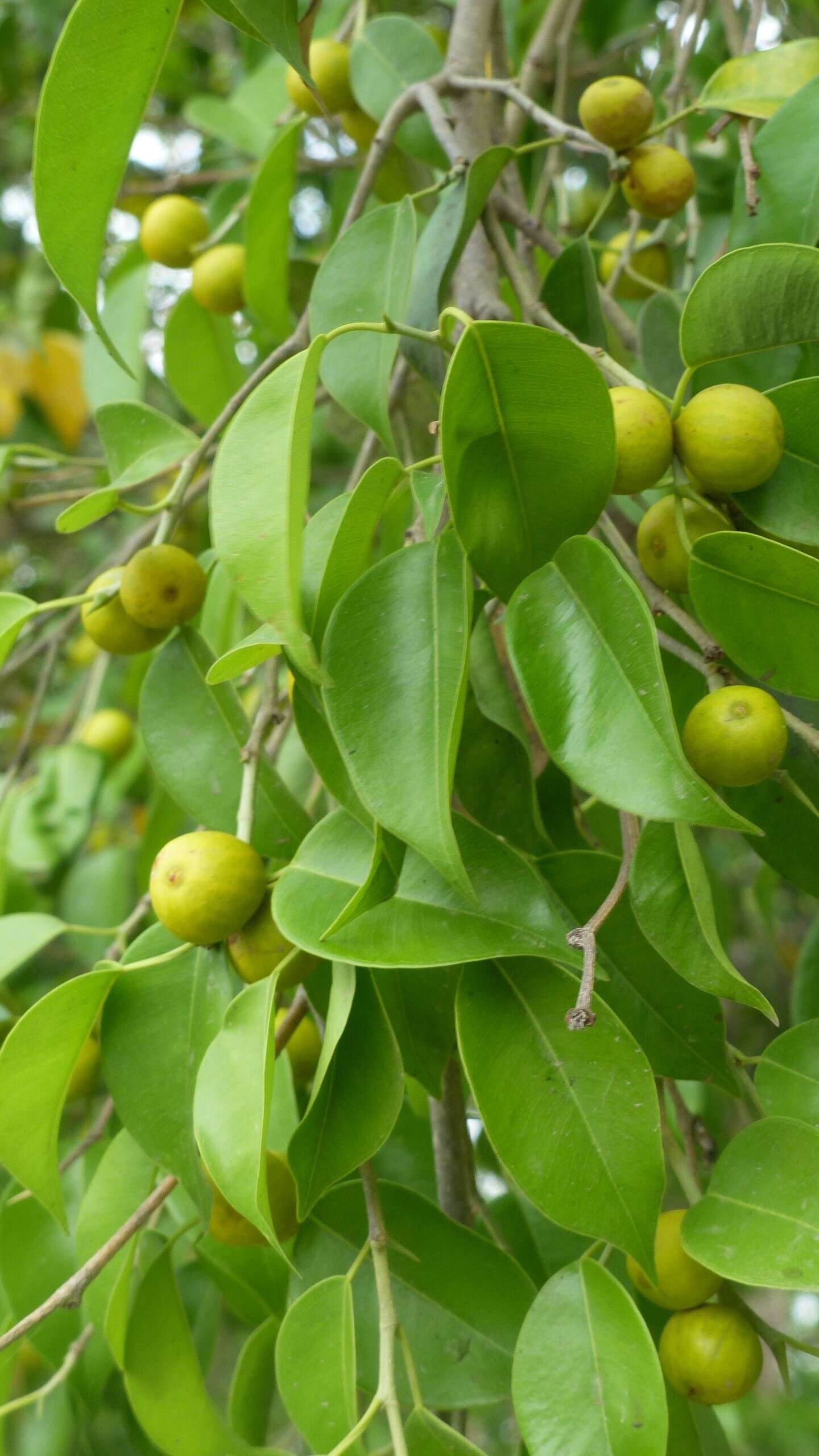 Imagem de Ficus benjamina L.