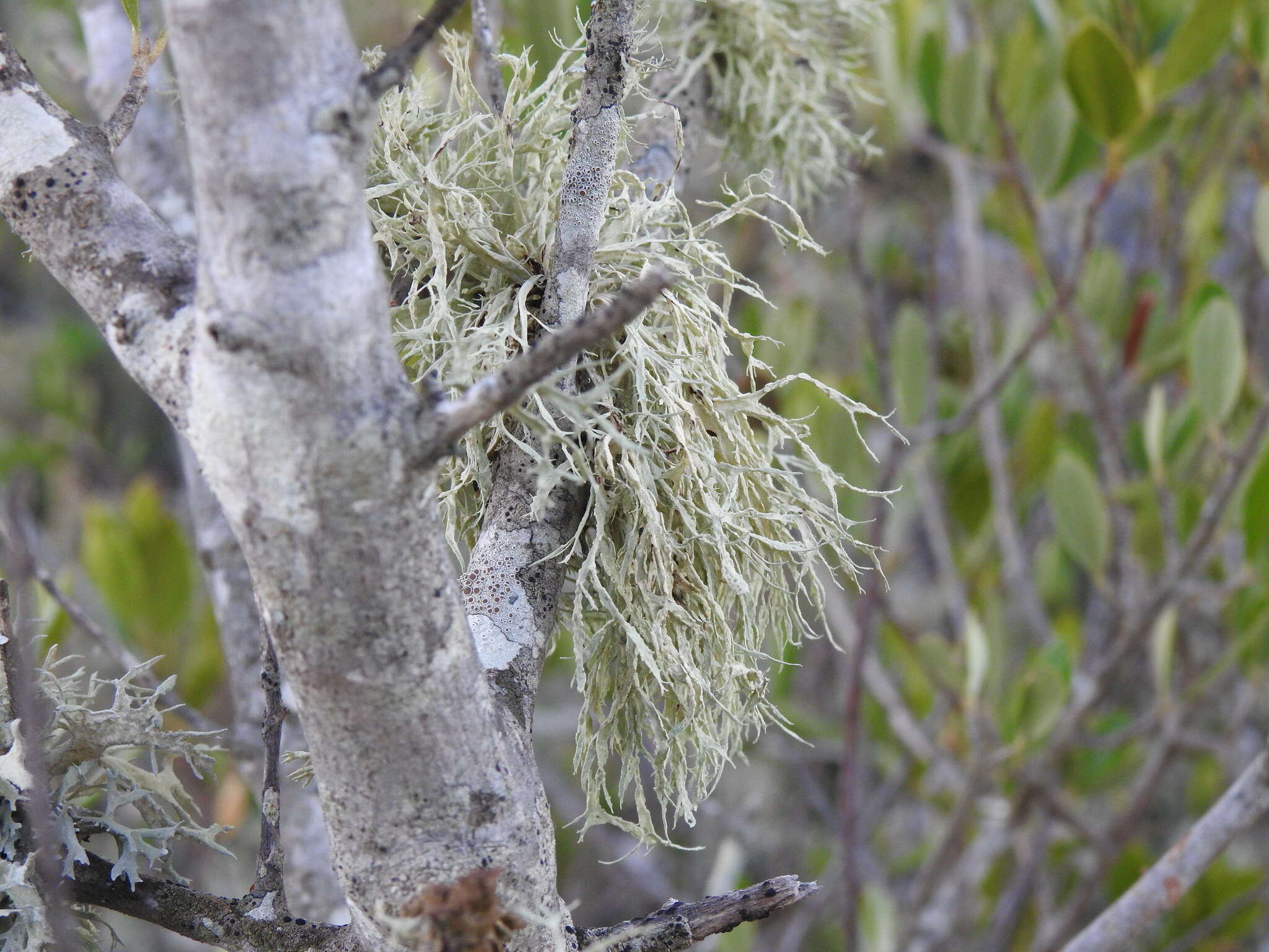 Imagem de Ramalina farinacea (L.) Ach.