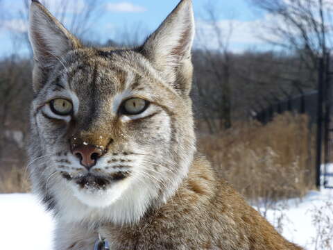 Image of Eurasian lynx