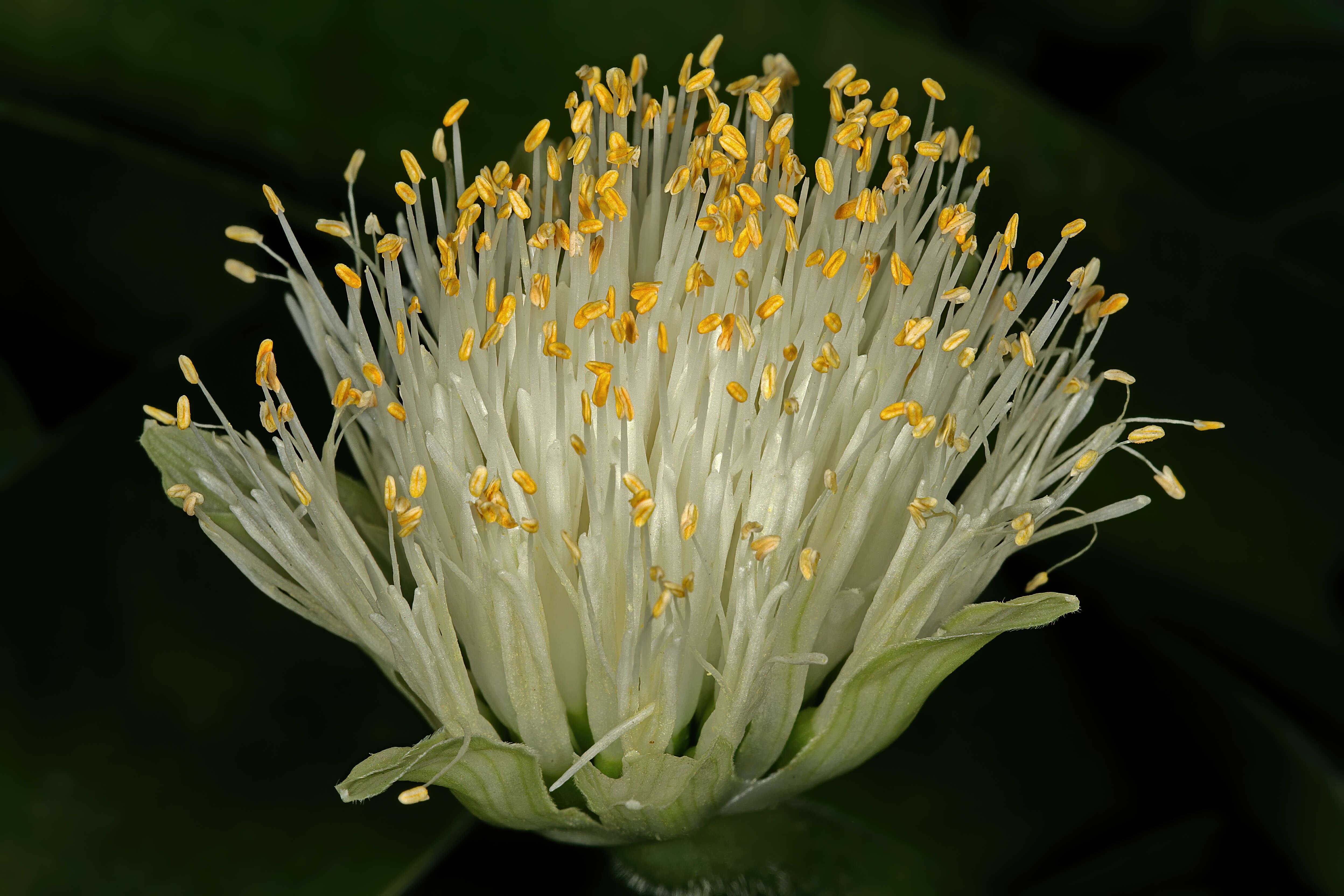 Imagem de Haemanthus albiflos Jacq.