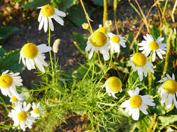 Image of False chamomile