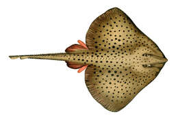 Image of Spotted Ray
