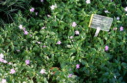 Image of Impatiens pseudoviola Gilg