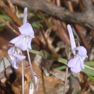 Imagem de Viola rostrata Pursh