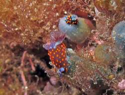 Image of Red spot blue gill black slug