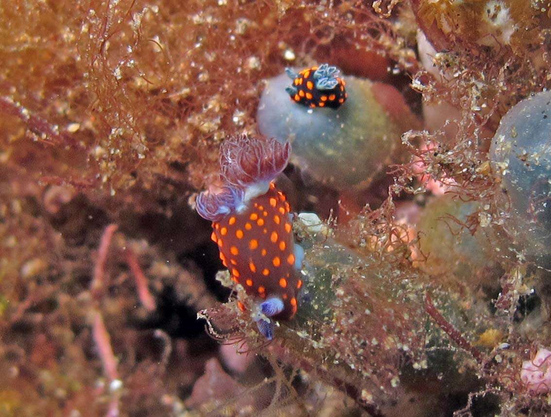 Image of Red spot blue gill black slug