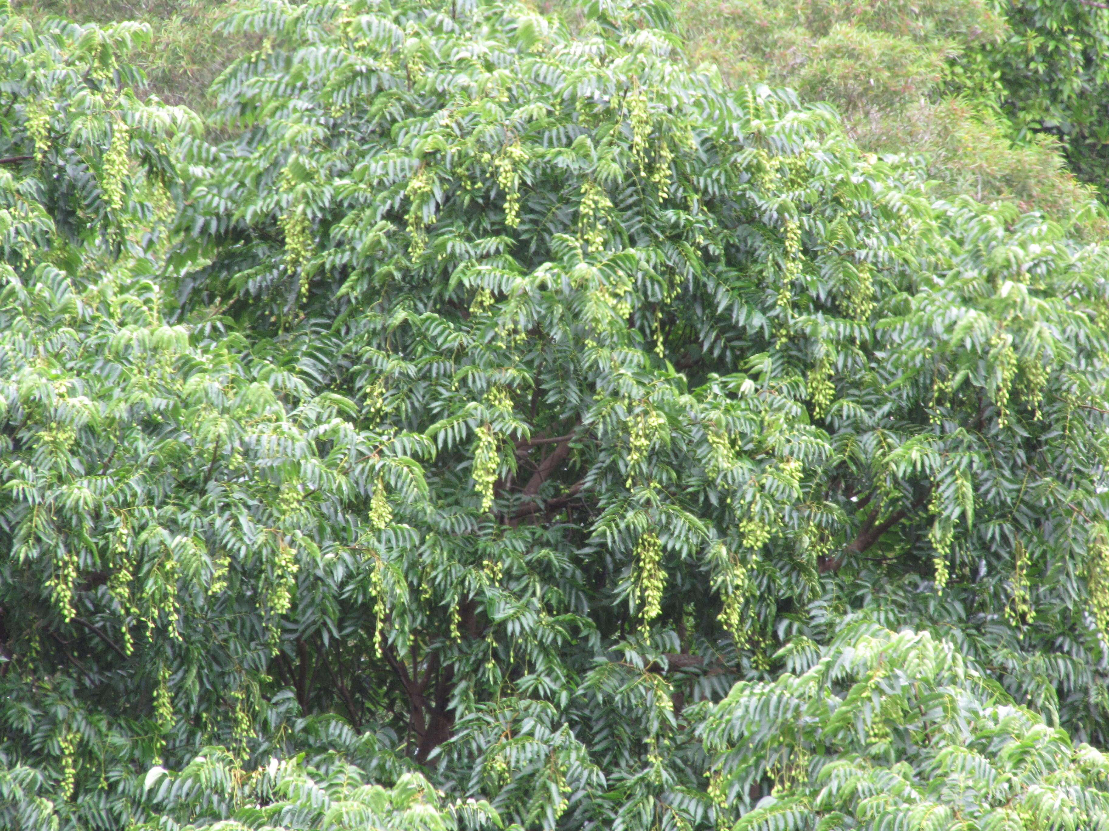 Image of Indian Mahogany