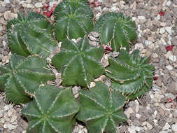 Слика од Euphorbia meloformis Aiton