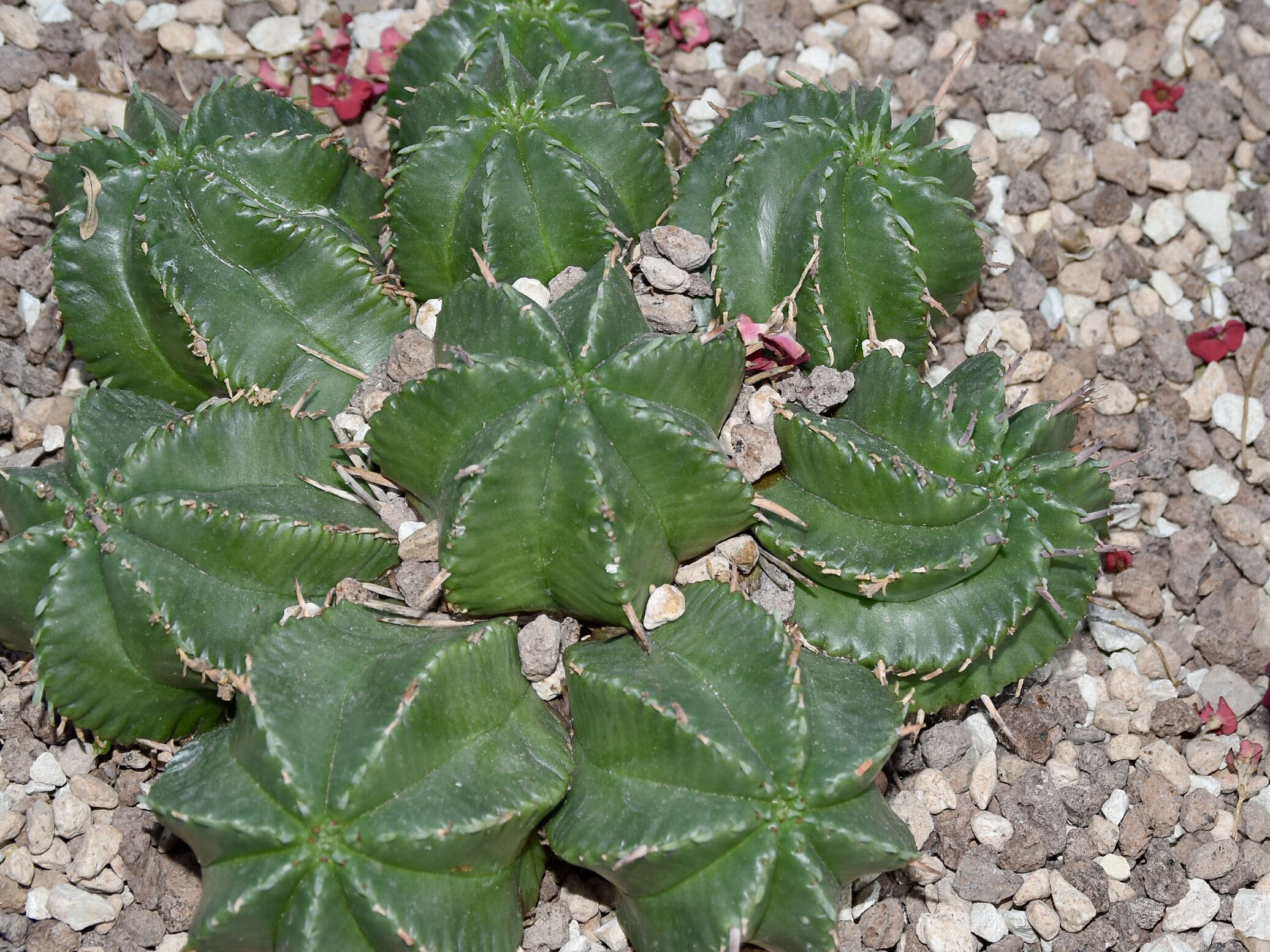 Image of Euphorbia meloformis Aiton