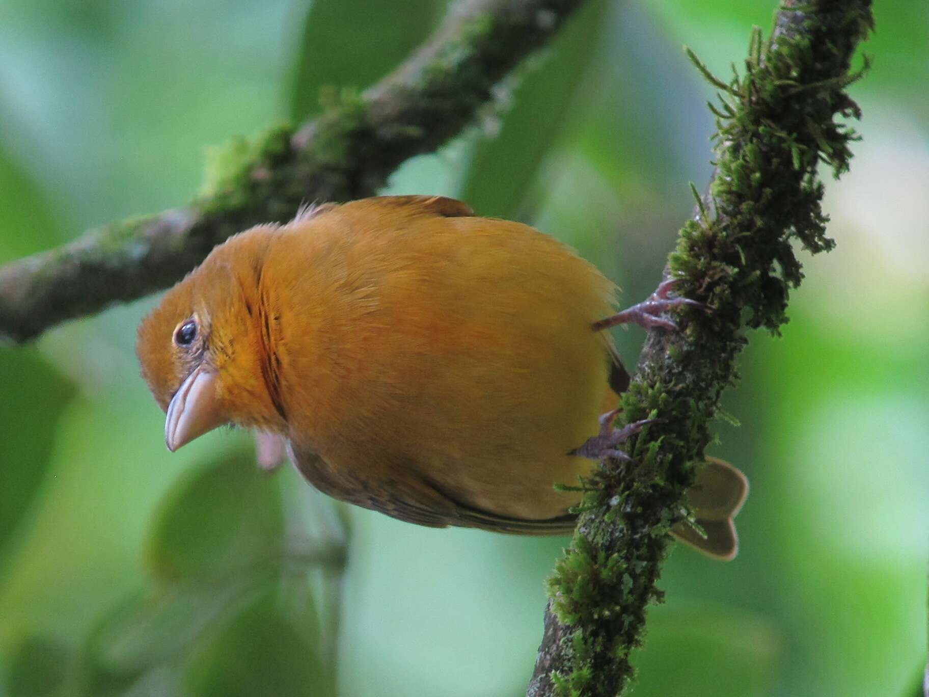 Image of Summer Tanager