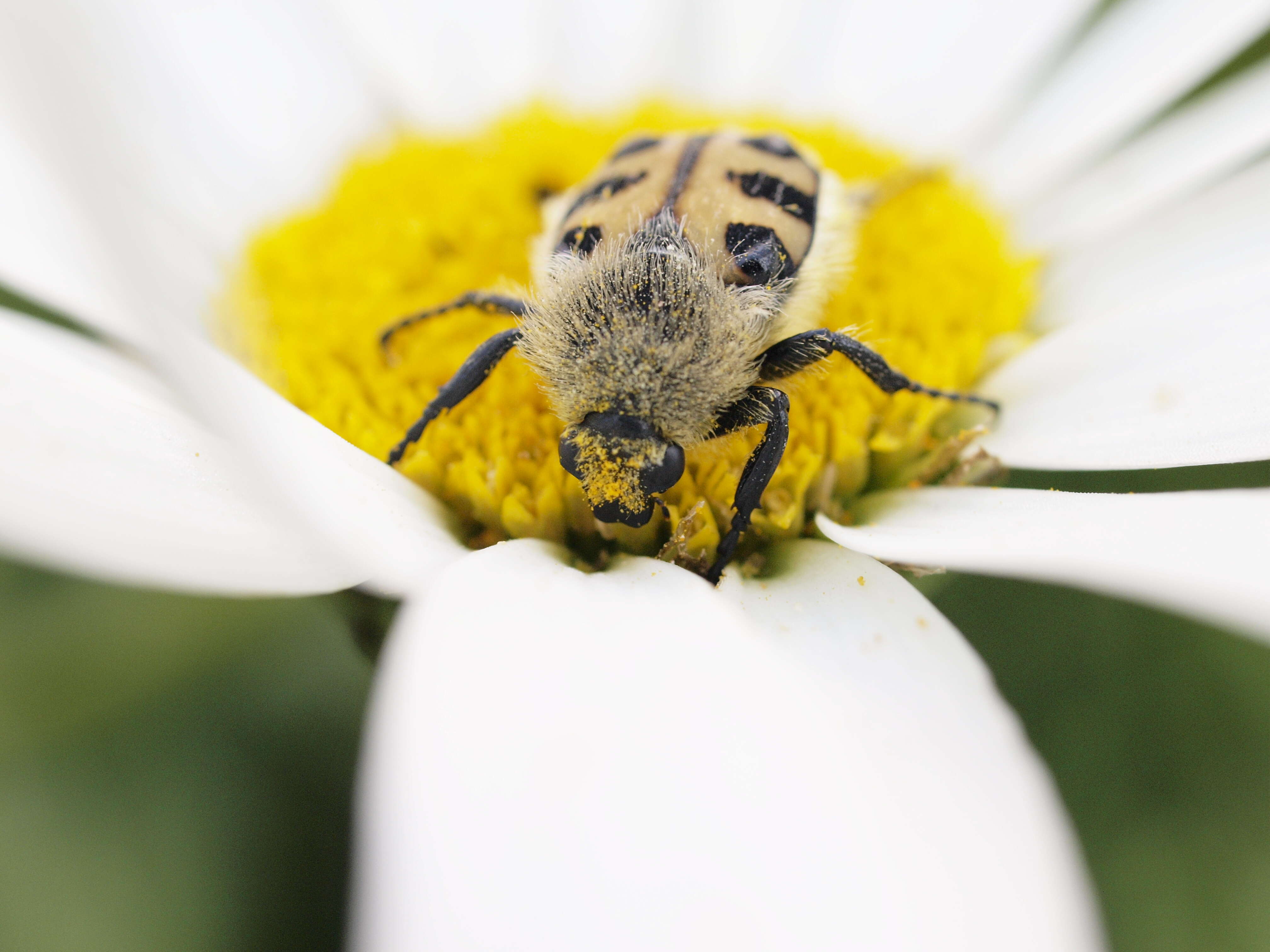 Image of Trichius gallicus Dejean 1821