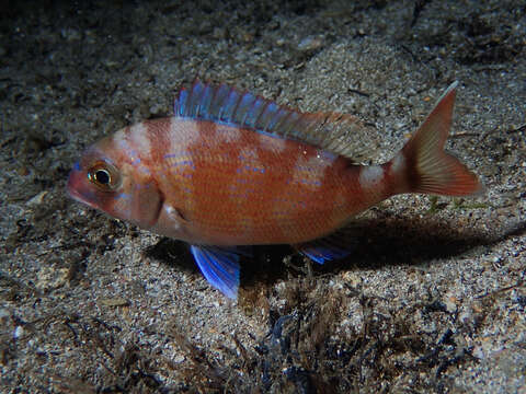 Image of Common Sea Bream