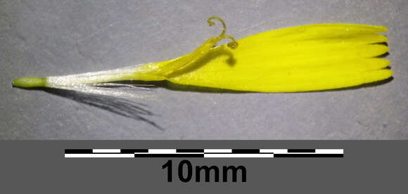 Image of narrowleaf hawksbeard