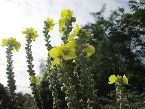 Image of Great Mullein