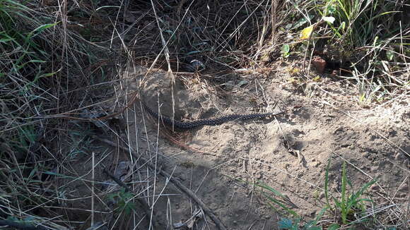 Image of Tancitaran dusky rattlesnake