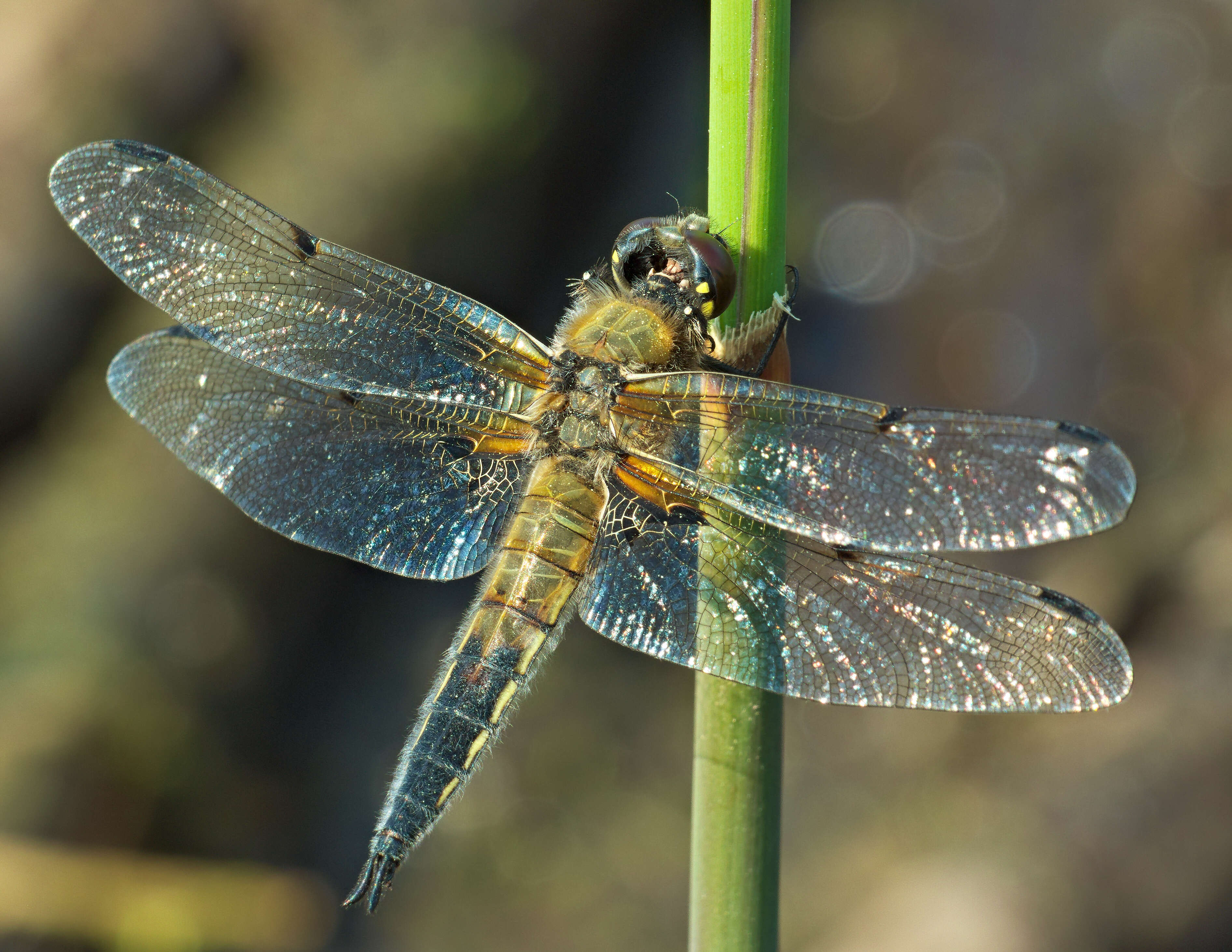 Image of Four-spotted Chaser