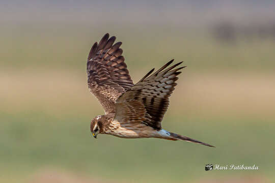 Image of Montagu's Harrier