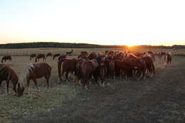 Image of Asian Wild Horse